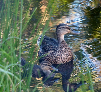 [The duckling swims to the right of the momma near the edge of the pond. There is tall grass to the right of the duckling. ]